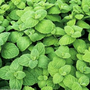 Мята яблочная саженец ЗКС