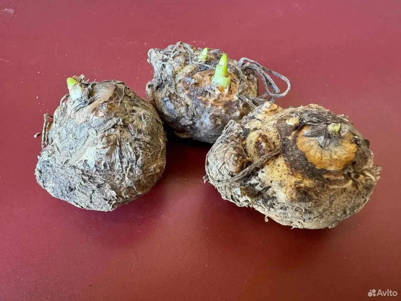 Калла клубни Чайлдсиана 3шт